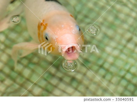 White goldfish floating in the pool White goldfish floating in the pool 33040591