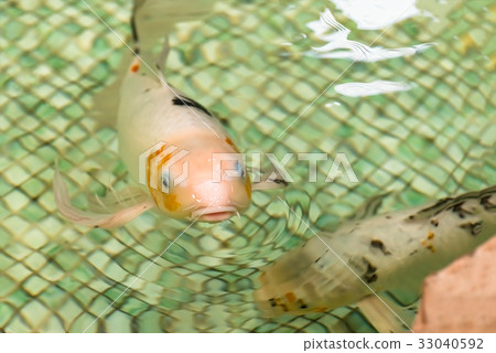 White goldfish floating in the pool White goldfish floating in the pool 33040592