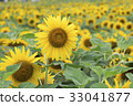 Sunflower 33041877