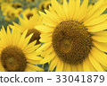 Sunflower 33041879