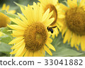Sunflower 33041882