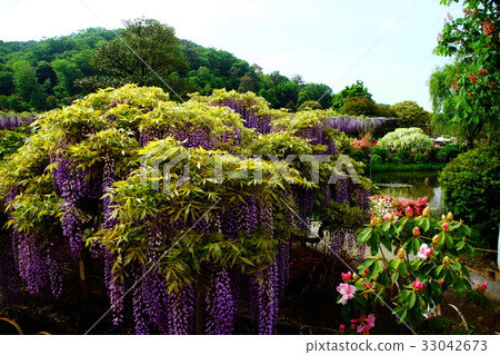 Fuji flower / Fuji flower May 2017 (Tochigi Prefecture Ashikaga City) 33042673