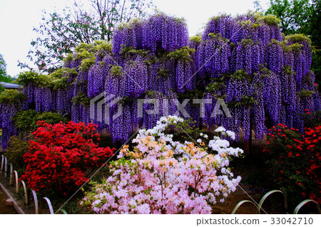 富士花/富士花&杜鵑花2017年5月(栃木縣足利市) 富士花/富士花&杜鵑花2017年5月(栃木縣足利市) 33042710