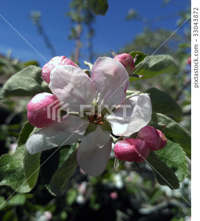 Blossoming apple tree flower, close up Blossoming apple tree flower, close up 33043872