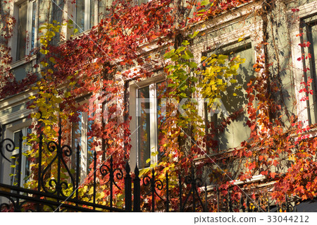Bright fall ivy on the building around the windows 33044212