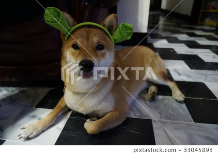 柴犬媽嚕帶著可愛的綠色耳朵(IG:Maru_Taiwan) 柴犬媽嚕帶著可愛的綠色耳朵(IG:Maru_Taiwan) 33045893