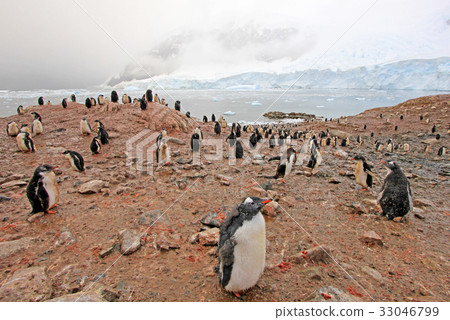 Gentoo penguins, Pygoscelis Papua, Antarctic 33046799