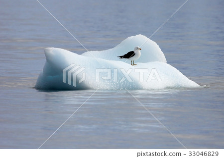 Kelp Gull, larus dominicanus, floating on ice floe 33046829