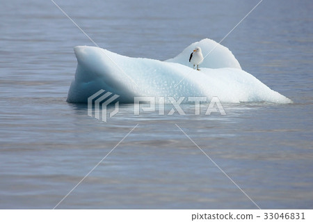 Kelp Gull, larus dominicanus, floating on ice floe 33046831