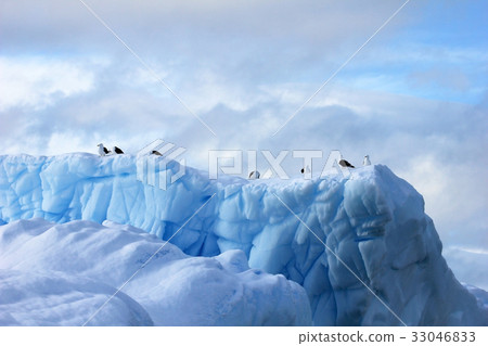 Kelp Gulls and Arctic Terns flying and sitting on 33046833