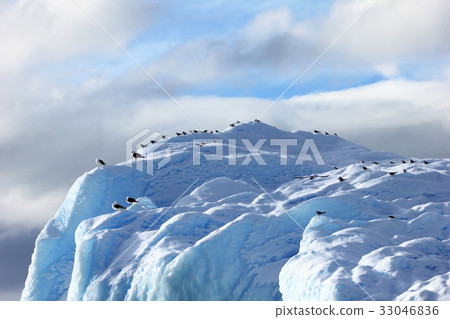 Kelp Gulls and Arctic Terns flying and sitting on 33046836