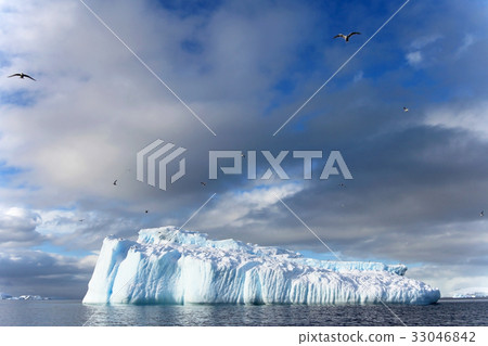 Kelp Gulls and Arctic Terns flying and sitting on 33046842