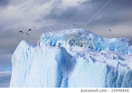 Kelp Gulls and Arctic Terns flying and sitting on 33046848