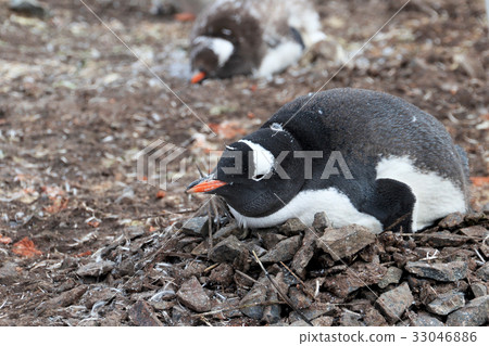 Gentoo penguin, Pygoscelis Papua, Antarctic Gentoo penguin, Pygoscelis Papua, Antarctic 33046886