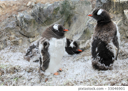 Gentoo penguins, Pygoscelis Papua, Antarctic Gentoo penguins, Pygoscelis Papua, Antarctic 33046901