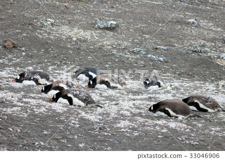 Gentoo penguins, Pygoscelis Papua, Antarctic Gentoo penguins, Pygoscelis Papua, Antarctic 33046906