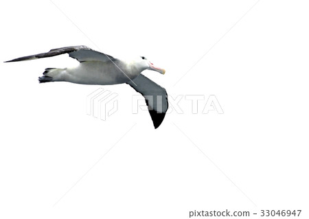 Flying Wandering Albatross, Snowy Albatross, White 33046947