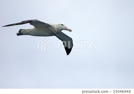 Flying Wandering Albatross, Snowy Albatross, White Flying Wandering Albatross, Snowy Albatross, White 33046948