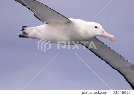 Flying Wandering Albatross, Snowy Albatross, White 33046951