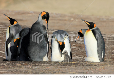 King penguins with chick, aptenodytes patagonicus King penguins with chick, aptenodytes patagonicus 33046976