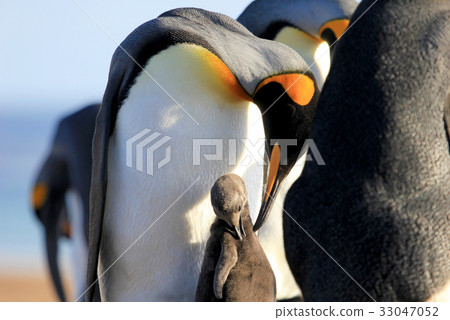 King penguins with chick, aptenodytes patagonicus King penguins with chick, aptenodytes patagonicus 33047052