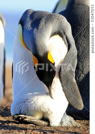 King penguin with an egg between the feet King penguin with an egg between the feet 33047053