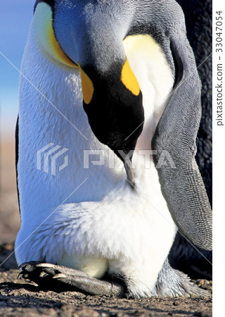 King penguin with an egg between the feet 33047054