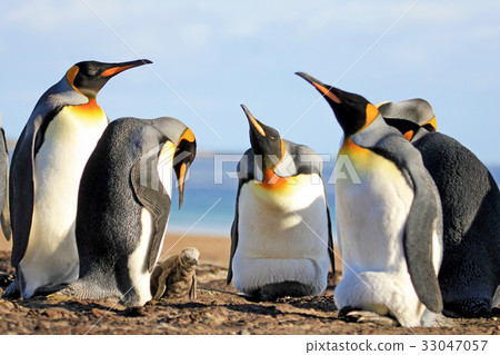 King penguins with chick, aptenodytes patagonicus 33047057