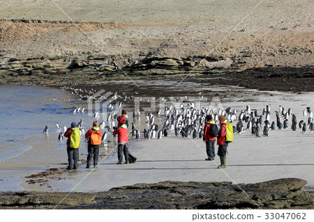 Photographer taking pictures of Gentoo penguins 33047062