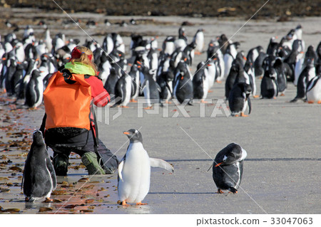 Photographer taking pictures of Gentoo penguins 33047063