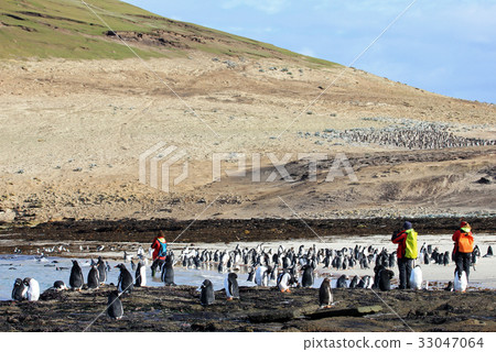 Photographer taking pictures of Gentoo penguins 33047064