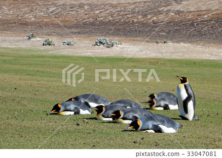 Planking King penguins, aptenodytes patagonicus Planking King penguins, aptenodytes patagonicus 33047081