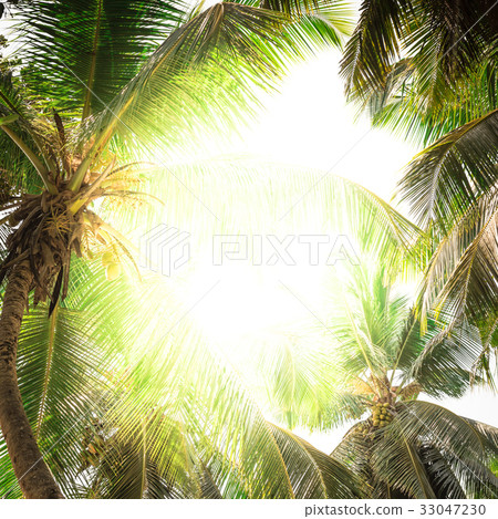 High palms on a tropical beach High palms on a tropical beach 33047230
