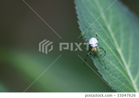 Blue-tailed spider 33047626