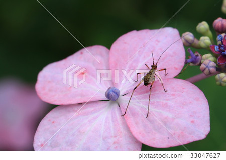 Asegrot Rumous Asegrot Rumous 33047627