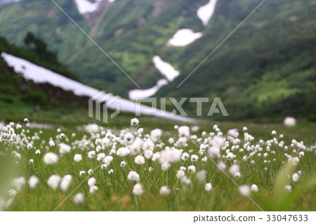 Watassege和沼澤 33047633
