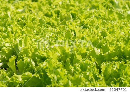 Bright green lettuce growing in the summer garden. Bright green lettuce growing in the summer garden. 33047701
