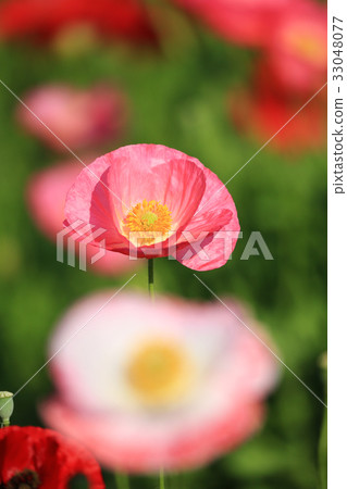 Chalet poppy 3366 33048077