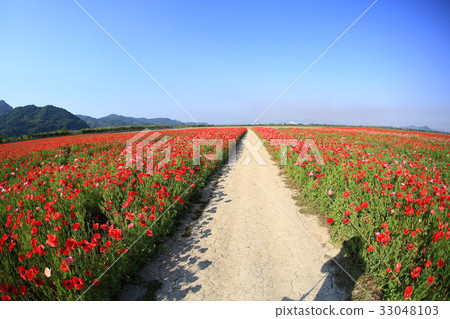 Chalet poppy 3384 33048103