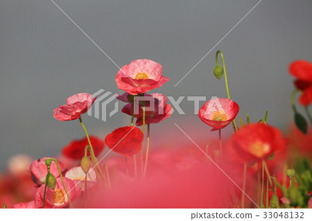 Chalet poppy 3324 33048132