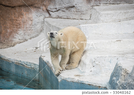 北極熊 北極熊 33048162