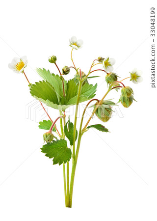Strawberry and young berries isolated on white Strawberry and young berries isolated on white 33048199
