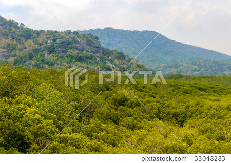 Mangrove forest at Pranburi National Park Thailand Mangrove forest at Pranburi National Park Thailand 33048283