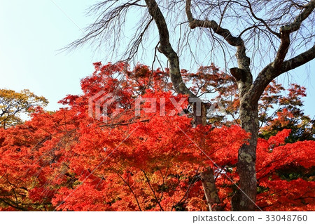 Autumn leaves of a hospital visit Autumn leaves of a hospital visit 33048760
