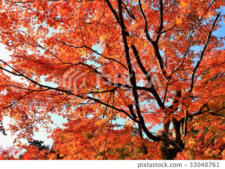 Autumn leaves of a hospital visit Autumn leaves of a hospital visit 33048761