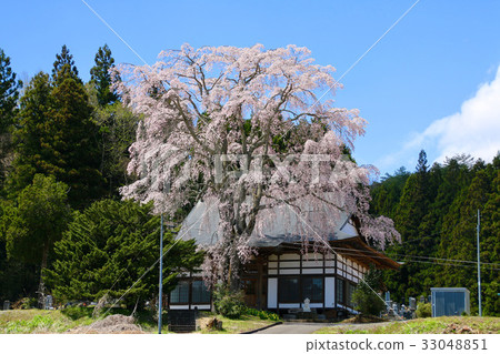 Cherry blossoms at Ohoji Temple 33048851