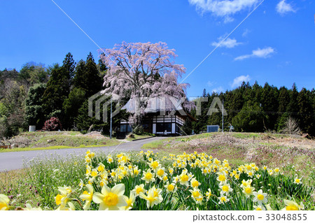 Cherry blossoms at Ohoji Temple 33048855
