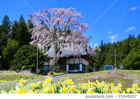 Cherry blossoms at Ohoji Temple 33048857
