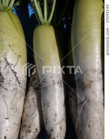 Japanese radish 33049149