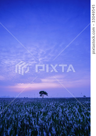 Belt, Sui Island, Woondo Island, Hwaseong, Gyeonggi-do, Korea 33049545